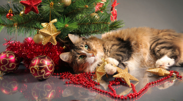 cat under christmas tree