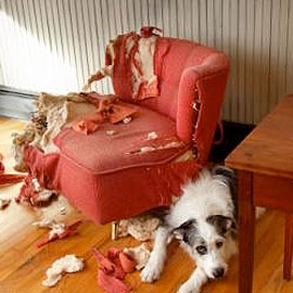 dog proofing