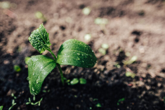 Should You Clear Your Garden for Winter?