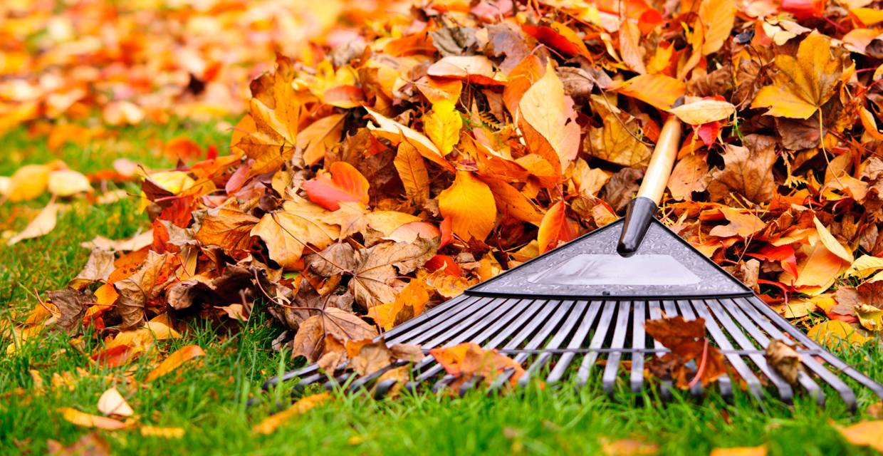Fall Yard Work